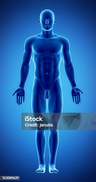 Male Figure In Anatomical Position Stock Photo - Download Image Now - Illustration, Penis, Abdomen