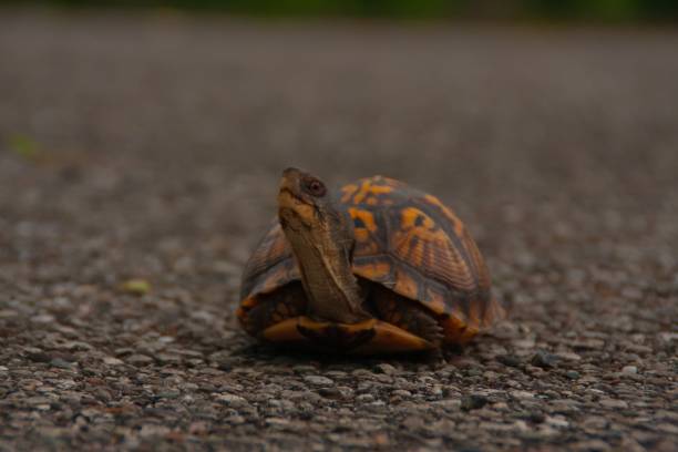 istock Box turtle in the middle of a road. 1530896294