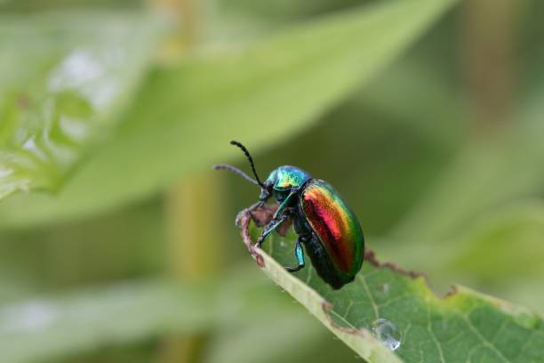 istock Selective focus shot of a vibrant dogbane beetle on a leaf 1530896320
