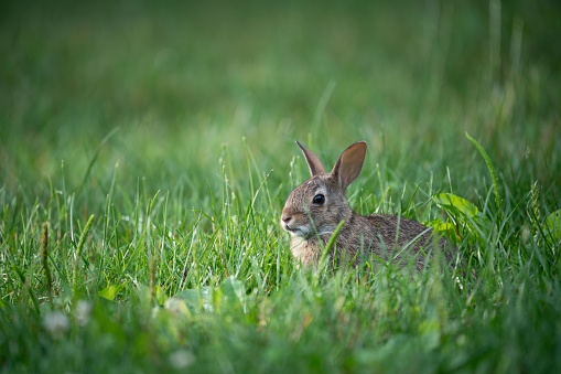 A white and grey rabbit is perched in a lush green meadow surrounded by tall grass