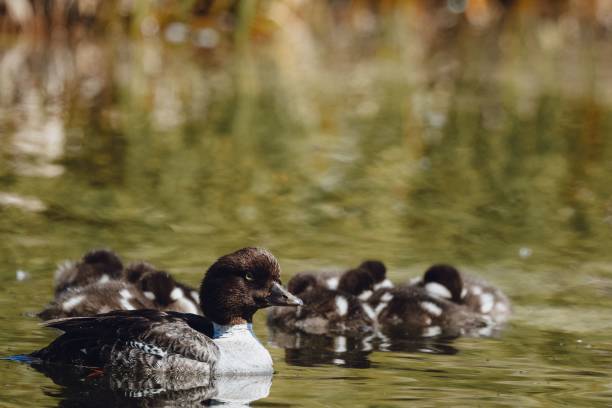 istock some small ducks swimming in a body of water and another duck next to them 1530898708