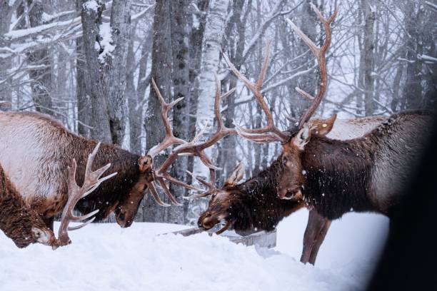 istock Stags standing in a snow-covered forest 1530899845