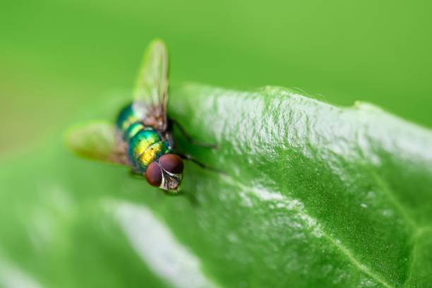 Free Stock Photo of Bug Perched on Green Leaf | Download Free Images ...