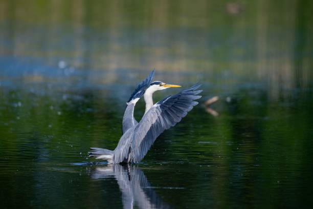 istock Selective focus shot of a gray heron landing on a lake surface 1530900976