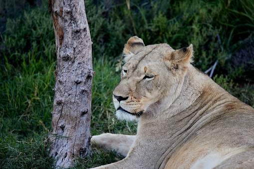 A female lion is resting in the shade in the Aquila game reserve in South Africa