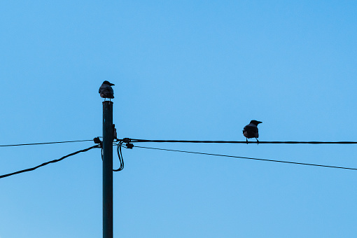 Two crows sitting on a power line against the blue sky