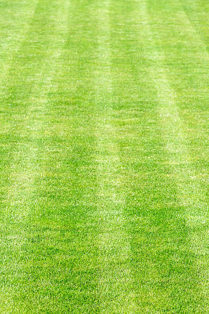 istock Green grass sport field 153090851