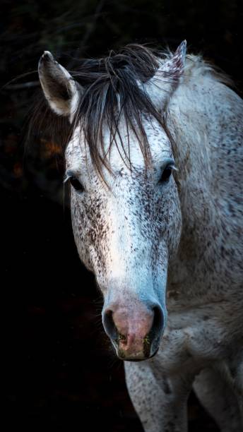 istock Majestic white horse stands in a dimly lit setting, curious and alert 1530911491