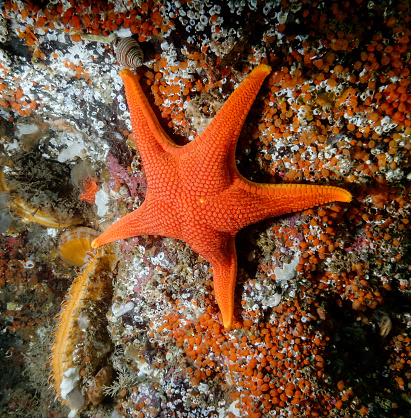 Vermillion Star (Mediaster aequalis) photographed in Southern British Columbia
