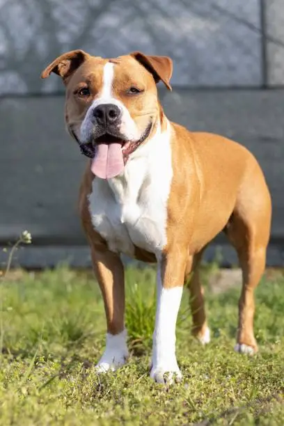 A brown and white American Staffordshire terrier