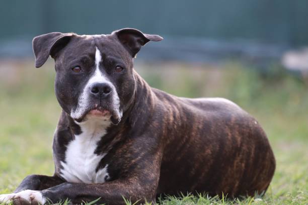 istock Black and white american staffordshire terrier 1530912570