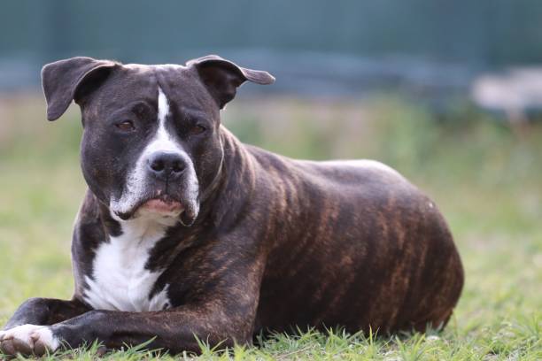 istock Black and white american staffordshire terrier 1530912597