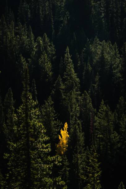 istock Lone tree in an idyllic green forested landscape 1530917168
