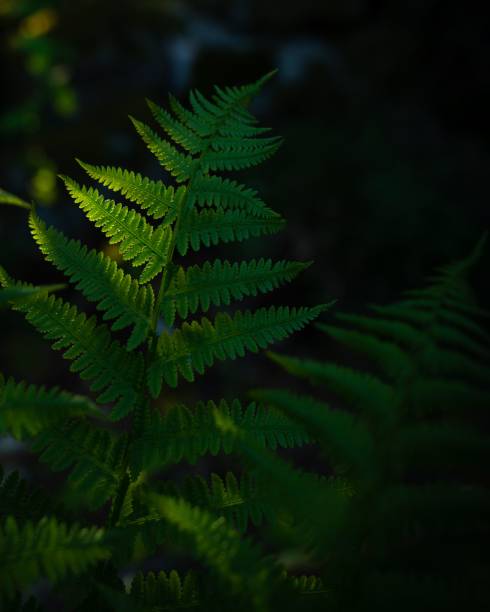 istock a small fern that is on the ground in a forest 1530918266