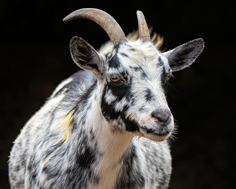 An American Pygmy goat standing against a black background