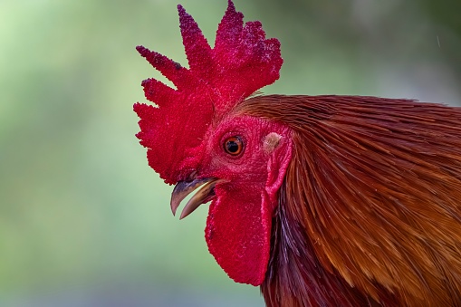 A close-up of a brown rooster