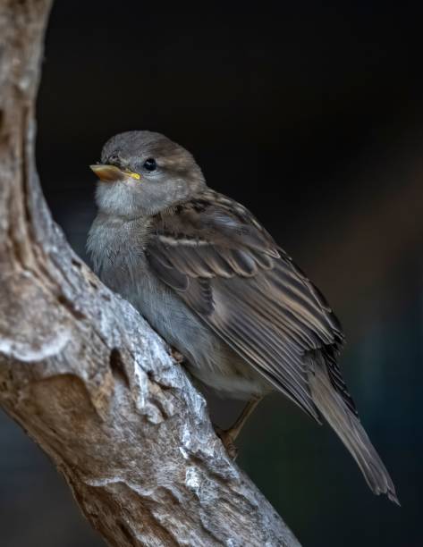 istock Beautiful brown-feathered Italian sparrow (Passer italiae) perched atop a tree branch 1530918285