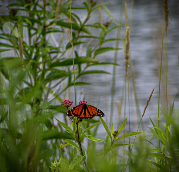 Beautiful open winged monarch resting near the pond