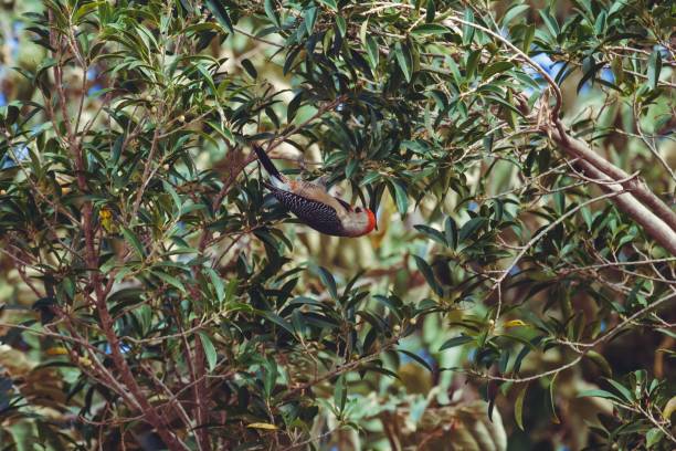 istock Woodpecker hanging upside-down from a tree branch looking for food 1530919361