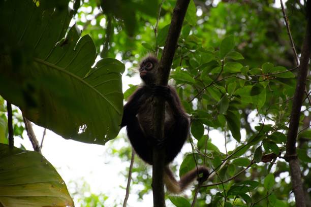 istock Spider monkey perched on a branch, surrounded by a lush green jungle of trees 1530919363