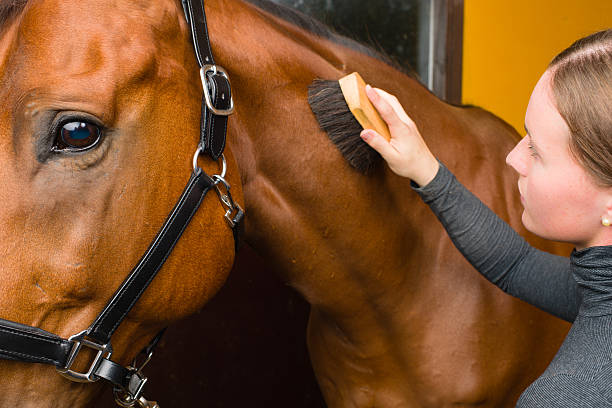 Grooming horse Woman grooming  horse in the stall, horizon format animal brush stock pictures, royalty-free photos & images