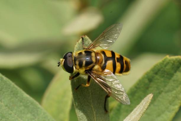 istock Closeup on the Batman or Deadhead hoverfly, Myathropa florea sitting on a green leaf 1530922284