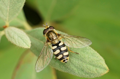 Natural closeup on the small Migrant hoverfly, Eupeodes corollae, sitting on a green leaf in the garden