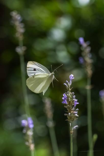 istock Small white, Pieris rapae, white butterfly on a plant 1530922847