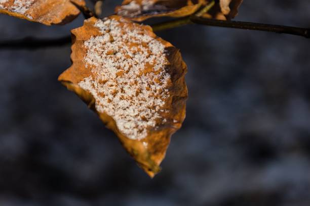 istock Scenic shot of an autumn leaf covered with ice. 1530923421