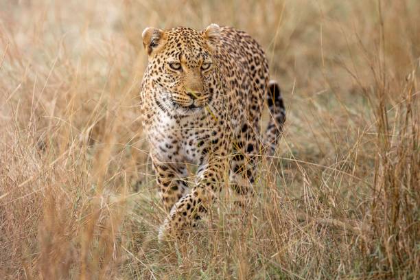istock Selective focus of a predatory cheetah in a grassy field with a blurry background 1530923454