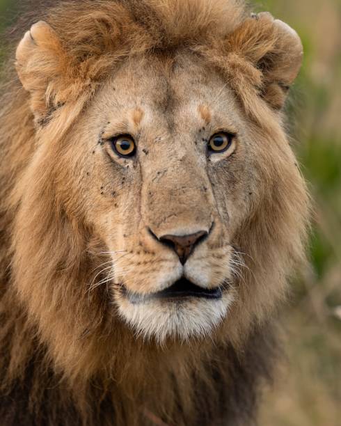 istock Selective focus of a predatory lion in a grassy field with a blurry background 1530923460