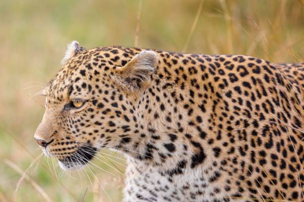 istock Selective focus of a predatory cheetah in a grassy field with a blurry background 1530923543