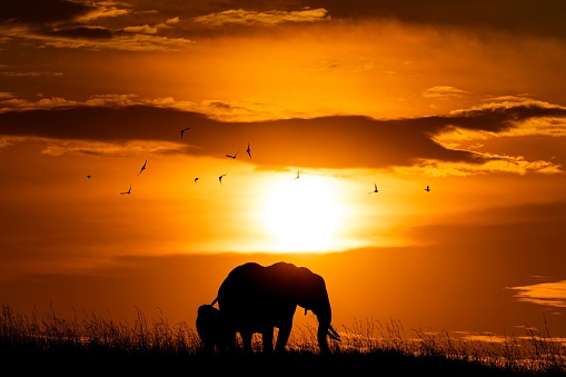A silhouette of an elephant in a savannah during the sunset in the evening