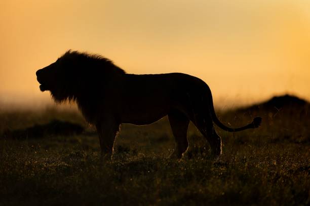 istock Selective focus of a predatory lion in a grassy field with a blurry background 1530923995
