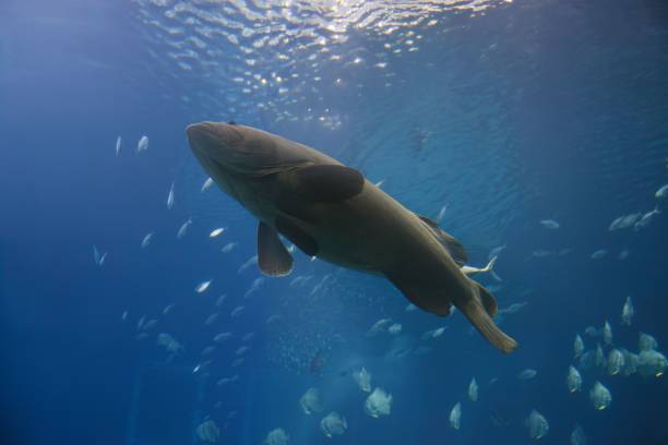 istock Selective focus of an Atlantic Goliath Grouper swimming underwater 1530924043