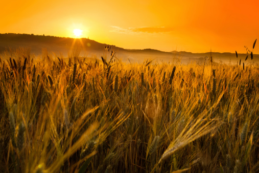 Digitally generated golden wheat field against sun light under blue sky.\n\nThe scene was created in Autodesk® 3ds Max 2023 with V-Ray 6 and rendered with photorealistic shaders and lighting in Chaos® Vantage with some post-production added.