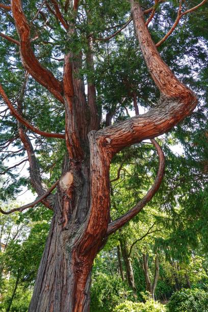 istock Vertical shot of a tree in a park on a sunny day 1530925167