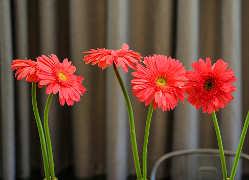 Gerbera flowers for decorations with curtain background.