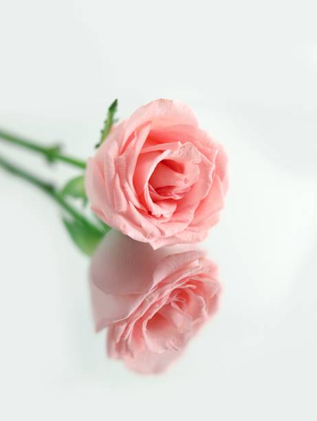 istock a single pink rose laying on top of a reflective surface 1530926638