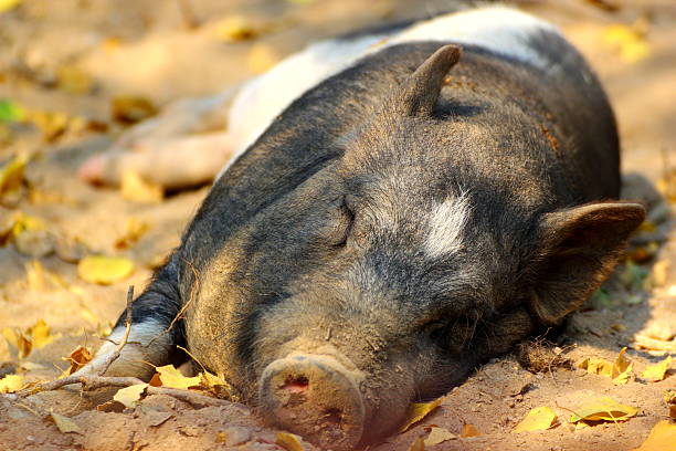 lazy pig laying in the dirt at the shade of a tree