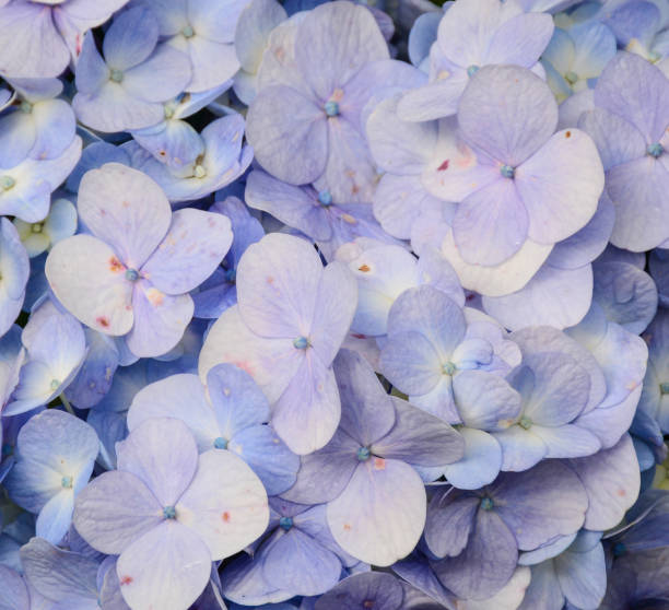 istock Close-up of Hydrangea flower 1530929220