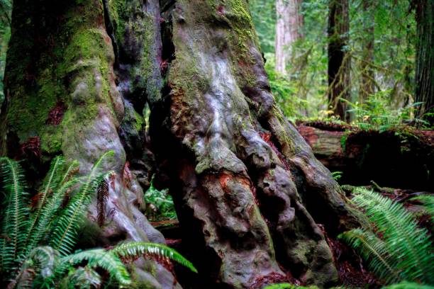 istock Mossy trunk of a big tree in the rainforest. 1530932644