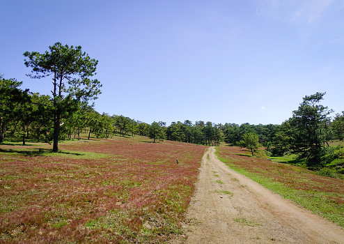 Rural road with pine forest in Dalat, Vietnam. Dalat is a city located on Lang Biang highlands  part of the Central Highlands region of Vietnam.