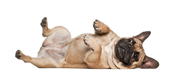 английский бульдог щенок, 2 с половиной месяца назад, лежать - лежать на боку стоковые фото и изображения