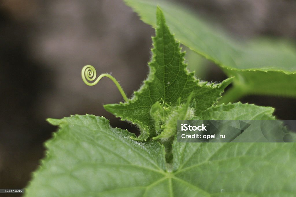キュウリ Immature グリーンのフルーツ - 卵巣��のロイヤリティフリーストックフォト