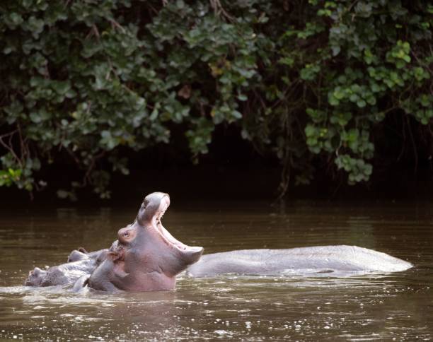 istock Selective focus of a hippopotamus in a lake in a forest 1530934868