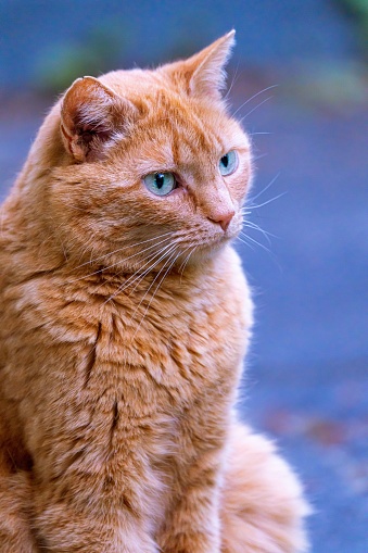 A portrait of an adorable orange cat with blue eyes outdoors