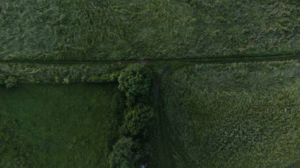 istock View of lush green forest on a sunny day 1530937083