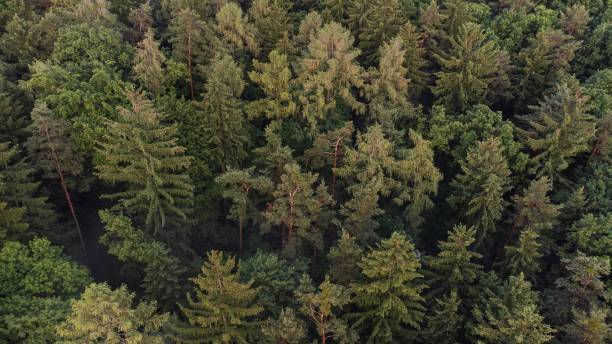 istock View of lush green forest on a sunny day 1530937088