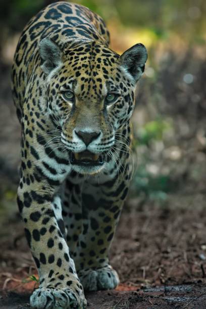 istock Vertical shot of a majestic leopard strides down a dirt road through a tranquil forest 1530937126